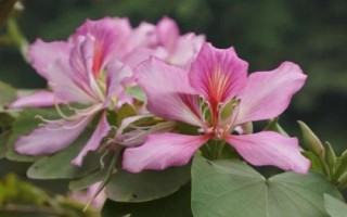 紫荊花的花語(yǔ)，寓意繁榮、壯觀、奮進(jìn)