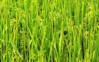淮稻41水稻種子特點，遲熟中粳稻品種