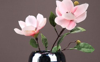 玉蘭花的水培方法，水培前需先進(jìn)行脫盆處理