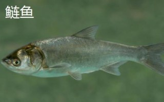 常見的魚類品種，大部分均為淡水魚