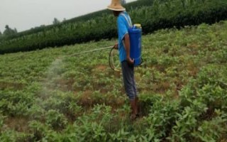 植物生長調(diào)節(jié)劑與植物激素有什么區(qū)別，前者屬于人工合成的化合物、后者屬于植物自身分泌的化合物
