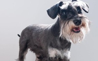 小雪納瑞犬怎么養(yǎng)，在21天的時(shí)候要做驅(qū)蟲