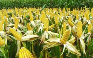 奇立科867玉米種子特征特性，中抗灰斑病（1-5級）