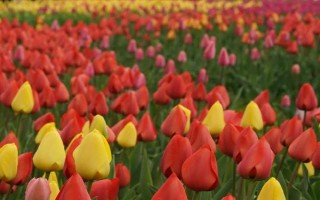 郁金香的花語，寓意高雅、富貴、忠貞的愛等