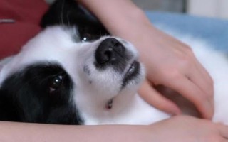 怎么幫狗狗按摩，分為頭部按摩、耳部按摩、背部按摩、肩部按摩等
