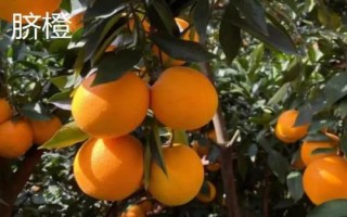 哪里產出的冰糖橙比較好吃，黔陽冰糖橙口感極佳