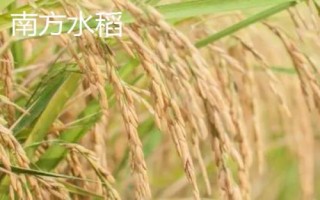 南方水稻播種和收割時間，早稻播種時間4月上中旬