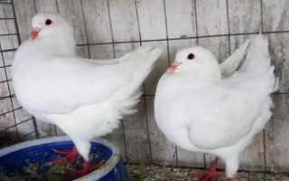 元寶鴿子的養(yǎng)殖方法，以植物種子為主食