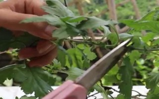 菊花要不要打頂，剪除頂端旺長(zhǎng)枝條才能促進(jìn)新枝萌發(fā)