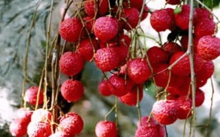 靈山香荔有什么特點(diǎn)，外皮深紅、果肉較厚、具有較高的可食率