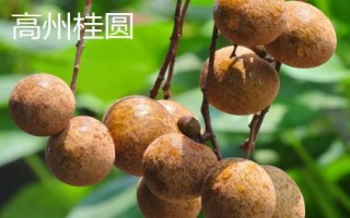 哪里產(chǎn)出的桂圓又甜又好吃，樓壩桂圓清甜可口深受消費(fèi)者歡迎
