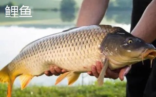 0.8號(hào)新關(guān)東鉤適合釣?zāi)男~，適合釣鯉魚、草魚和鰱鳙