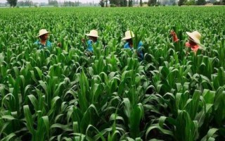國欣909玉米種簡介，密度5000株/畝左右