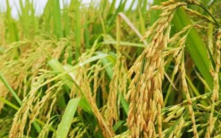 蓉5優(yōu)674水稻種簡介，該品種基部葉葉鞘中等紫色