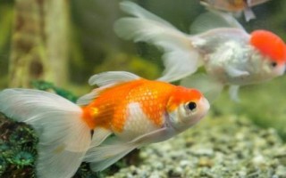 如何區(qū)分金魚的公母，成年后可通過觀察腹部區(qū)分