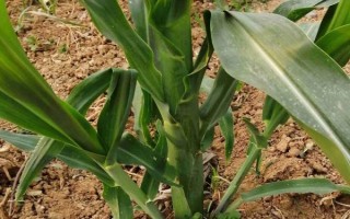 龍生19號(hào)玉米種子介紹，適宜播期4月下旬至5月上旬