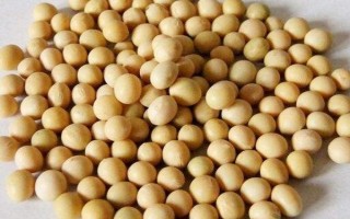冀豆19號(hào)大豆種子特點(diǎn)，中抗SC7株系