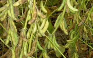 北豆40大豆種子介紹，在適應(yīng)區(qū)5月上旬播種