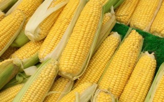 登海3721玉米品種的特性，高抗莖基腐病和紅葉病