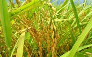 谷優(yōu)2263水稻品種簡介，每畝有效穗數(shù)15.01萬