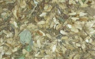 三角楓的種子育苗技術(shù)，應(yīng)選用當(dāng)年采收的種子播種