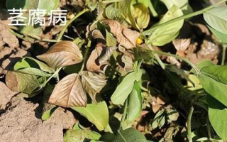 花生中后期常見的四種病害及防治方法，不同病害的防治方法不同