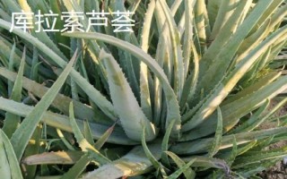 藥用蘆薈的種類，包括開普蘆薈、皂質(zhì)蘆薈等品種