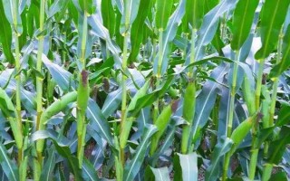 宣白單2號玉米品種簡介，生育期132天