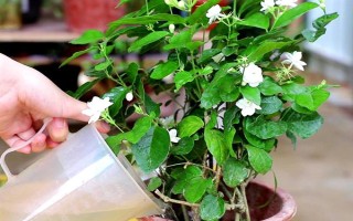 茉莉花如何養(yǎng)殖，喜歡生長光照充足的環(huán)境下
