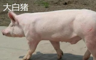 豬有哪些品種，包括杜洛克、成華豬、大白豬、長白豬等種類
