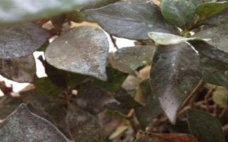 梔子花葉子發(fā)黃怎么處理，土壤的pH值調(diào)節(jié)在4-6.5之間
