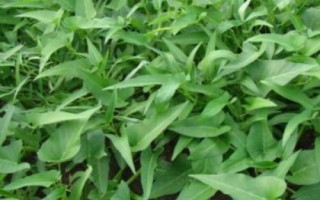 夏季哪些蔬菜可以露天種植，包括小白菜、空心菜、番茄、茄子等品種