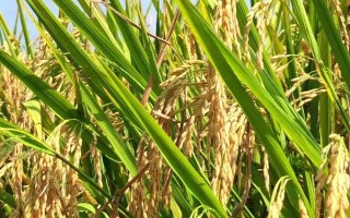榮優(yōu)0861水稻品種簡(jiǎn)介，秈型三系雜交晚稻遲熟品種