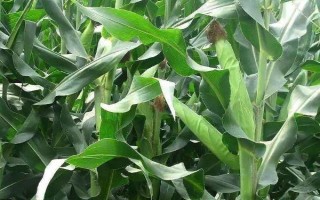 江甜1號(hào)玉米種子特征特性，抗病性接種鑒定中抗紋枯病