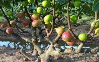 無花果的種植技術(shù)，可扦插、壓條或分株繁殖