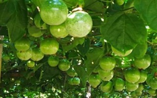 百香果對環(huán)境的要求，1-2年時間才能掛果