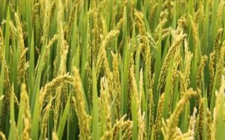 遂兩優(yōu)臻占水稻種子介紹，全生育期162.7天