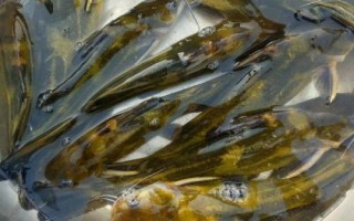 黃顙魚的產(chǎn)地，長江中下游的河流湖泊中較多