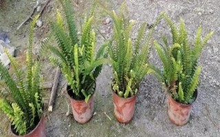 腎蕨的養(yǎng)殖方法，通常每隔3-4天澆1次水