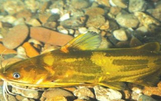 怎么清洗黃骨魚，用水沖洗后再用開水燙一下