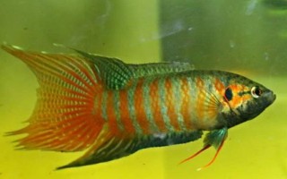 斗魚(yú)能不能養(yǎng)在大缸中，可以飼養(yǎng)但會(huì)影響觀賞