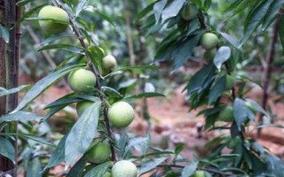 李子樹苗種植技術(shù)，一般在秋季落葉后至春季發(fā)芽前定植