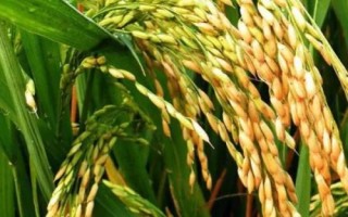 臻兩優(yōu)8612水稻品種的特性，每畝插足基本苗6萬以上