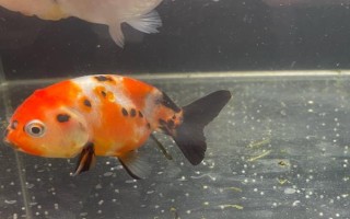 小金魚會(huì)不會(huì)產(chǎn)卵，發(fā)育成熟后是會(huì)產(chǎn)卵的