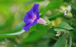 牽?；ǖ暮?jiǎn)介，屬于一年生纏繞草本植物