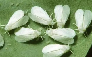 白菜白粉虱危害特點(diǎn)，傳播速度快且寄主范圍廣