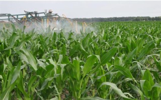 安農(nóng)591玉米種介紹，種植密度為每畝4000株