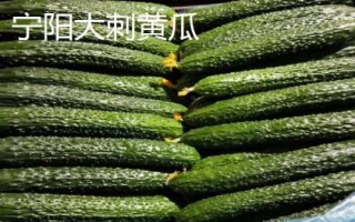 山東寧陽縣的特產(chǎn)，氣候四季分明