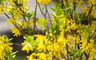春天開哪些花，常見的有矮牽牛、杜鵑花等