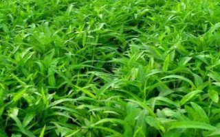 種植空心菜的方法，浸種催芽后再進行直播